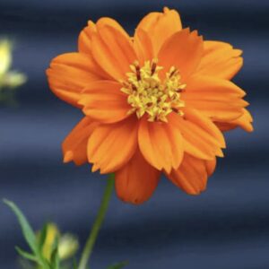 كوزموس (تدرجات الاصفر والبرتقالي)