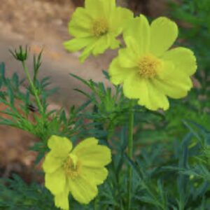 لكوزموس الكبريتية (Cosmos sulphureus) اصفر