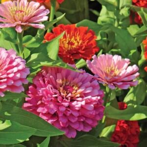 ZINNIA FANTASY SEEDS بذور زهور الزينيا فانتاسي