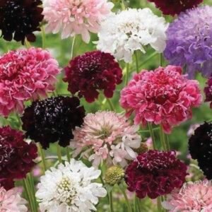 SCABIOSA ATROPURPUREA SEED
بذور زهور سكابيوسا أتروبوربوريا