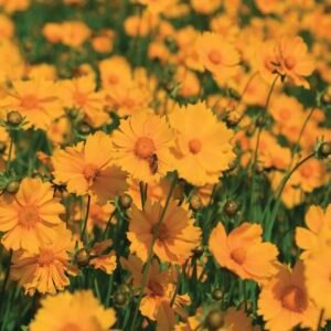 LARGE COREOPSIS SEEDS
بذور زهور الكوريوبسيس الكبيرة