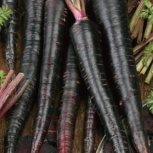 BLACK NEBULA CARROT SEEDSبذور جزر بلاك نيبولا