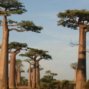‫بذور شجرة التبلدي - الباوباب‬ ( Adansonia )