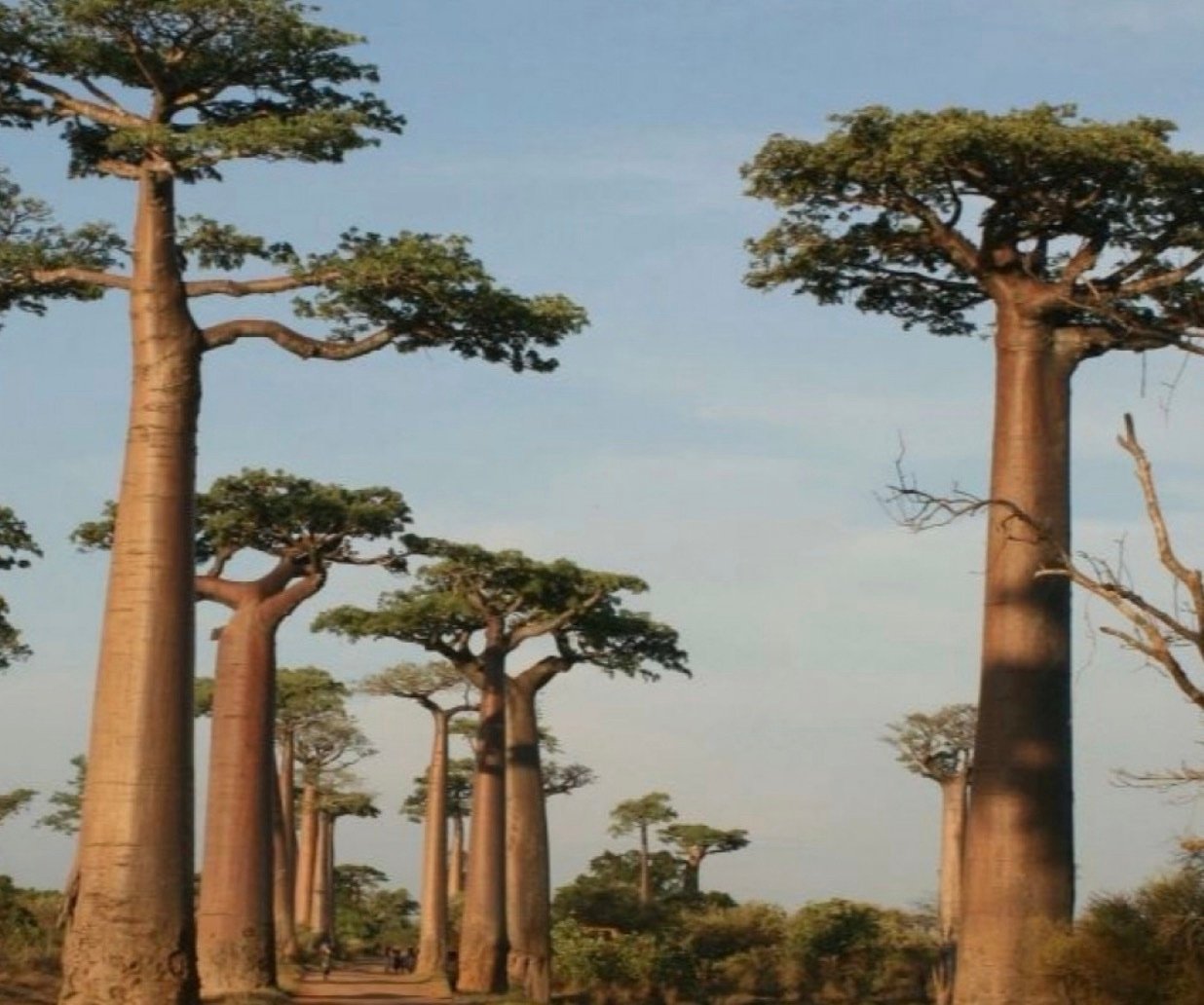 بذور شجرة التبلدي - الباوباب ( Adansonia )