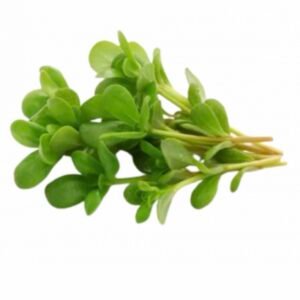 بذور الرجلة (البربير)