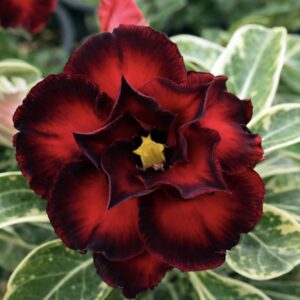 Adenium obesum