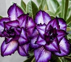 Adenium Obesum Double Purple Charms 1