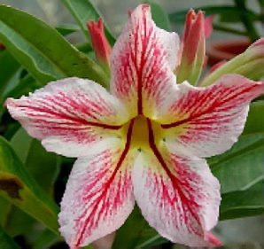 Adenium Obesu"Baby Flame".