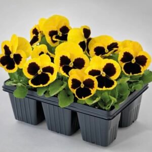 بذور زهرة الثالوث (Viola wittrockiana) الصفراء
