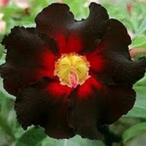 Adenium Obesum Black Edition