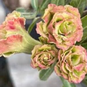 Adenium Obesum little luengsiam