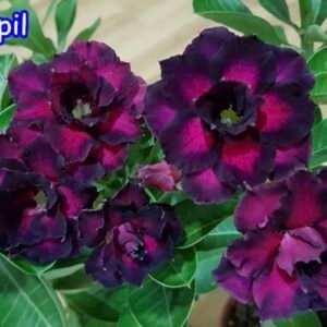 Adenium Obesum Triple Blue Label