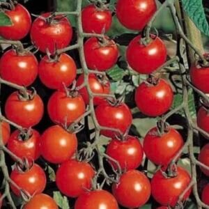 بذور طماطم كرزي - شيري أحمر ( Solanum lycopersicum var )