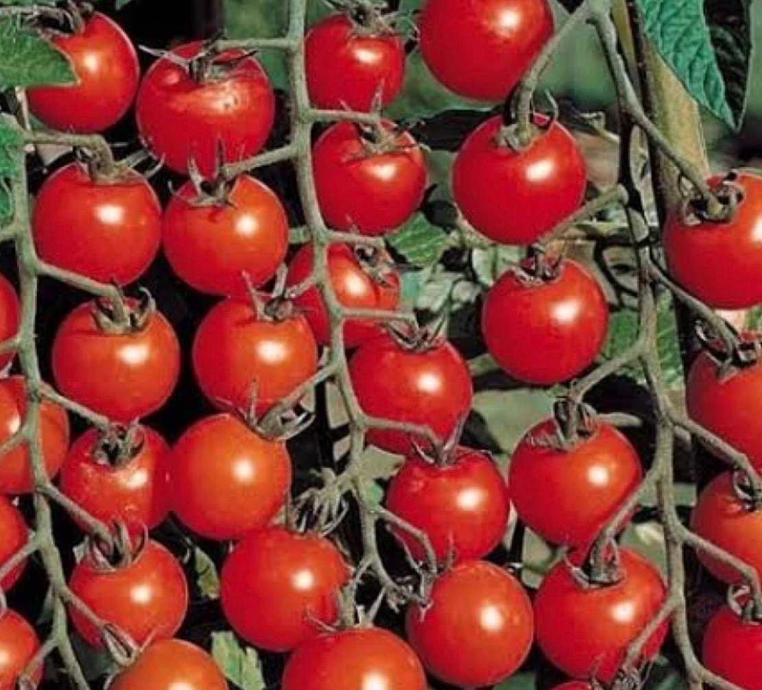 بذور طماطم كرزي - شيري أحمر ( Solanum lycopersicum var )