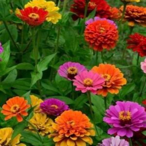 بذور زهرة الزينيا القزمية ( Zinnia elegans Dwarf )