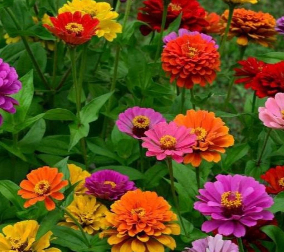 بذور زهرة الزينيا القزمية ( Zinnia elegans Dwarf )