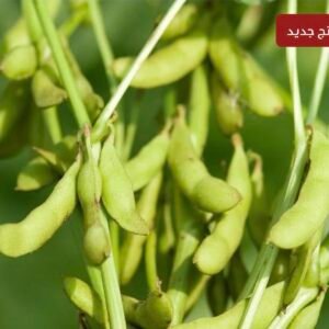 فول الصويا ( Glycine max )