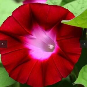 بذور متسلقة مجد الصباح - ايبوميا الحمراء ( Ipomoea nil )