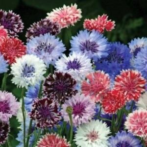 بذور زهرة سينتاوريا - ندى العنبر ( Centaurea cyanus )