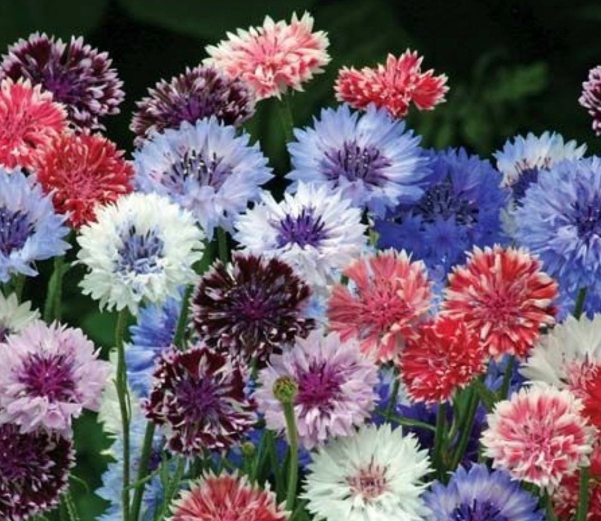بذور زهرة سينتاوريا - ندى العنبر ( Centaurea cyanus )