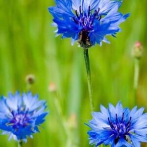 بذور زهرة سينتاوريا الزرقاء - ندى العنبر ( Centaurea cyanus )