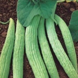 بذور القثاء - الفقوس ( Cucumis melo flexuosus )