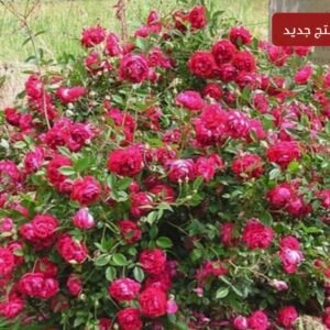 بذور الورد الصيني ( Rosa chinensis )