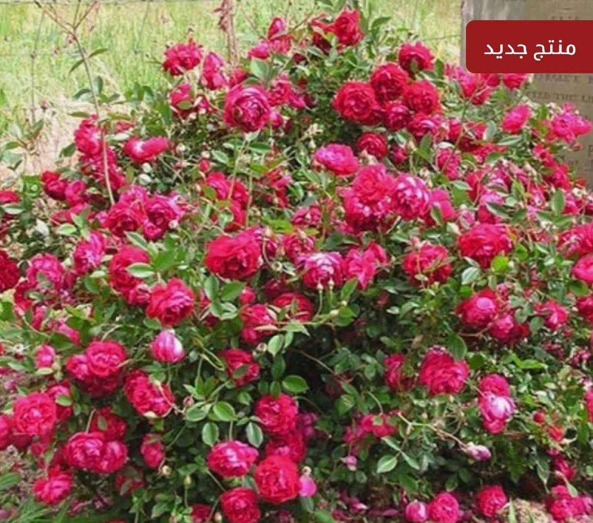بذور الورد الصيني ( Rosa chinensis )