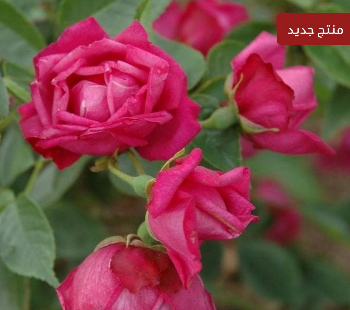 بذور الورد الصيني ( Rosa chinensis ) - الصورة 2