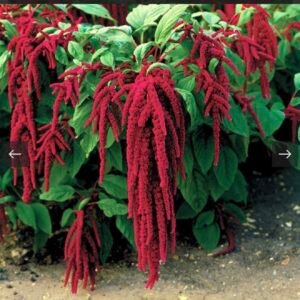 بذور الزهرة المخملية امارانتس ( Amaranthus caudatus