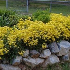 بذور زهرة الملكة - الأليسم الذهبي ( Lobularia maritima )