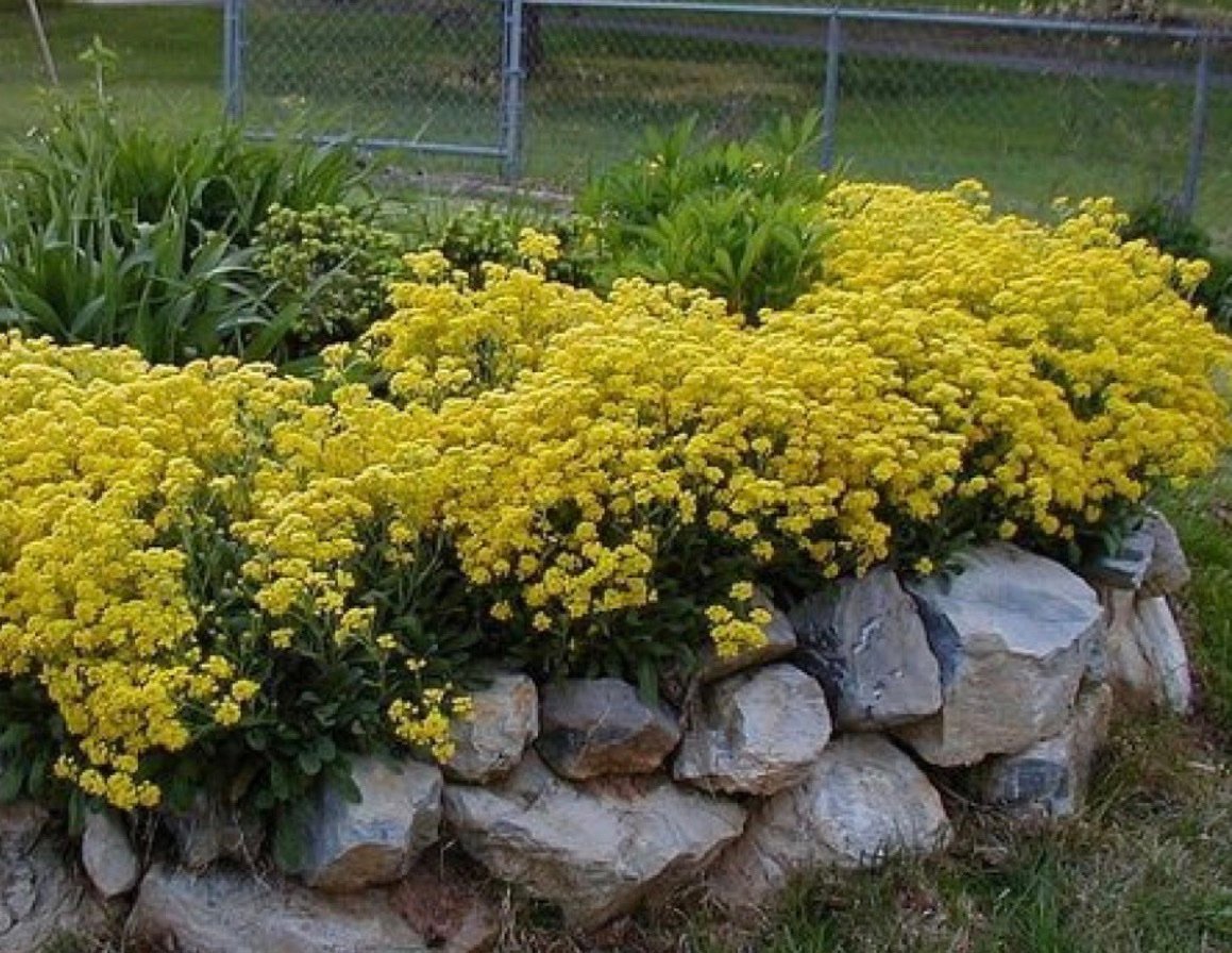 بذور زهرة الملكة - الأليسم الذهبي ( Lobularia maritima )