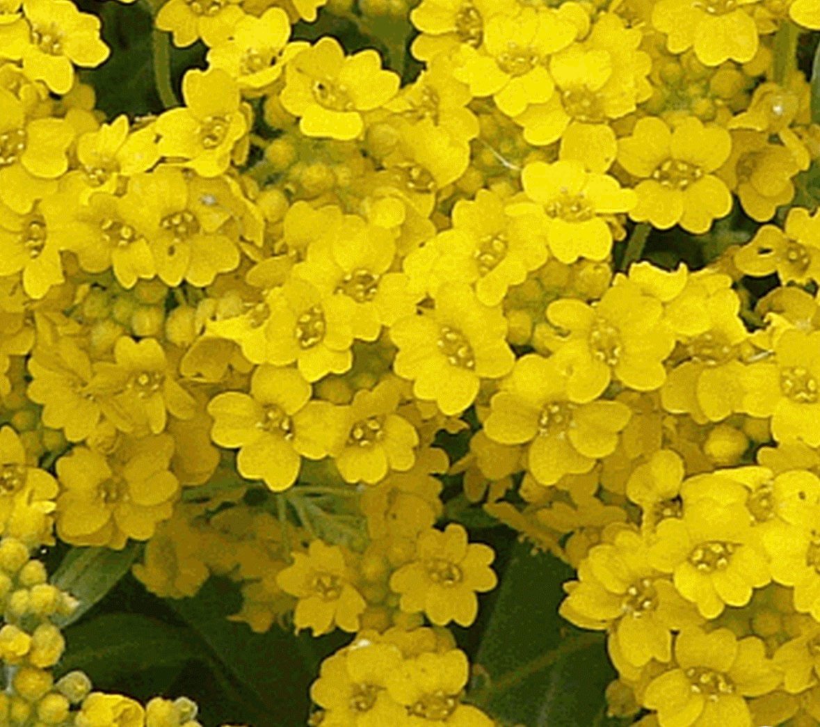 بذور زهرة الملكة - الأليسم الذهبي ( Lobularia maritima ) - الصورة 2