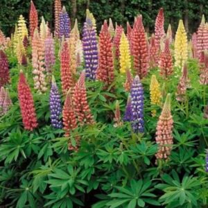 بذور زهور الترمس الملون ( Lupinus polyphyllus )