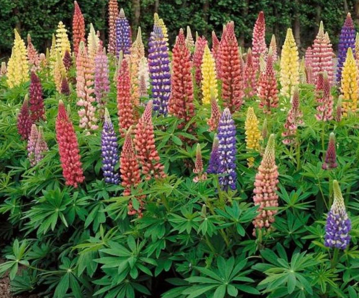بذور زهور الترمس الملون ( Lupinus polyphyllus )
