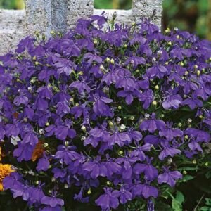 بذور زهرة لوبيليا ( Lobelia erinus )