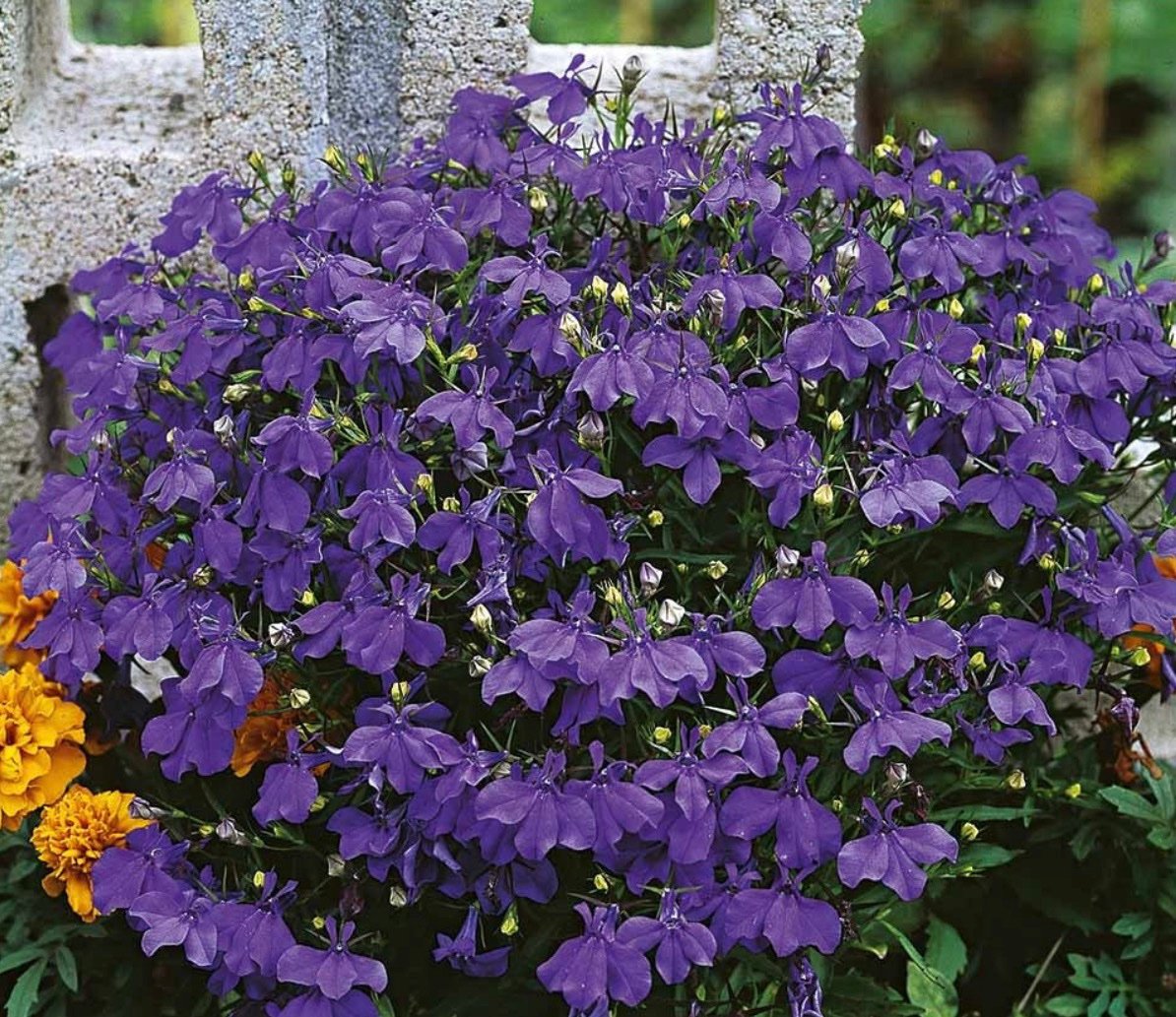 بذور زهرة لوبيليا ( Lobelia erinus )