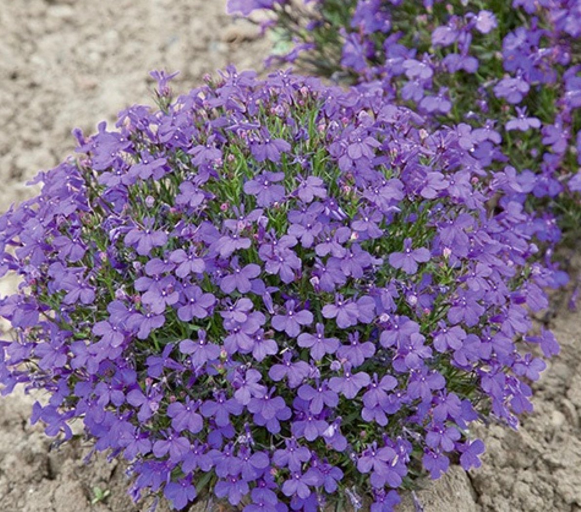 بذور زهرة لوبيليا ( Lobelia erinus ) - الصورة 2