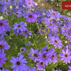 بذور الاقحوان الاسترالي البنفسجي ( Brachyscome iberidifolia )