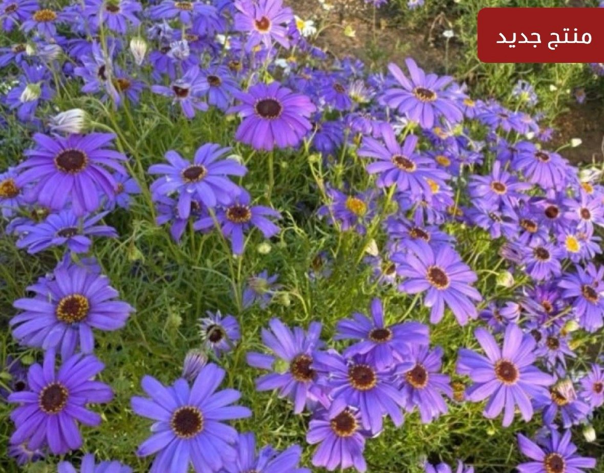 بذور الاقحوان الاسترالي البنفسجي ( Brachyscome iberidifolia )