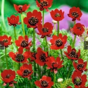 بذور زهور ادونيس ( Adonis annua )