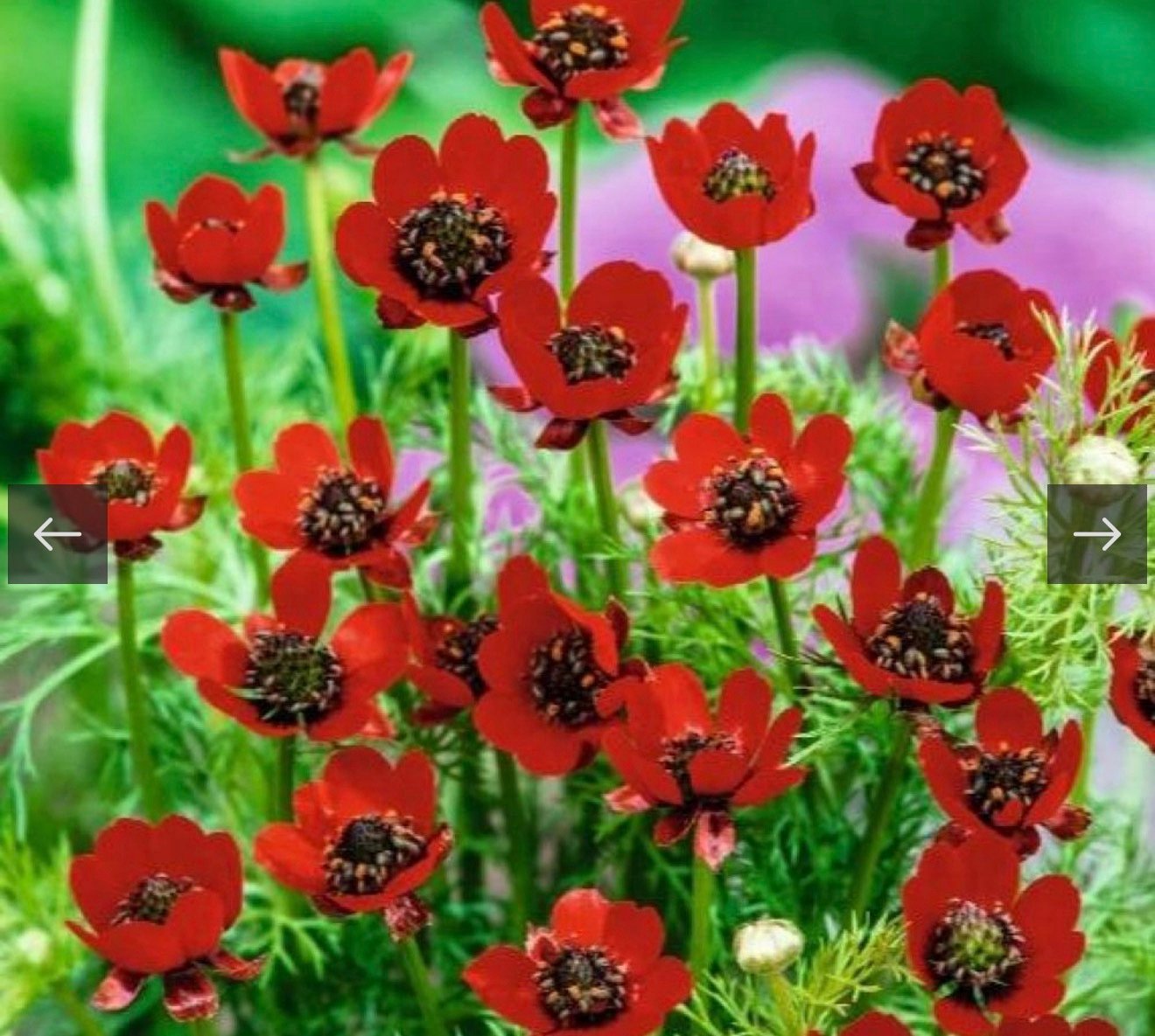 بذور زهور ادونيس ( Adonis annua )