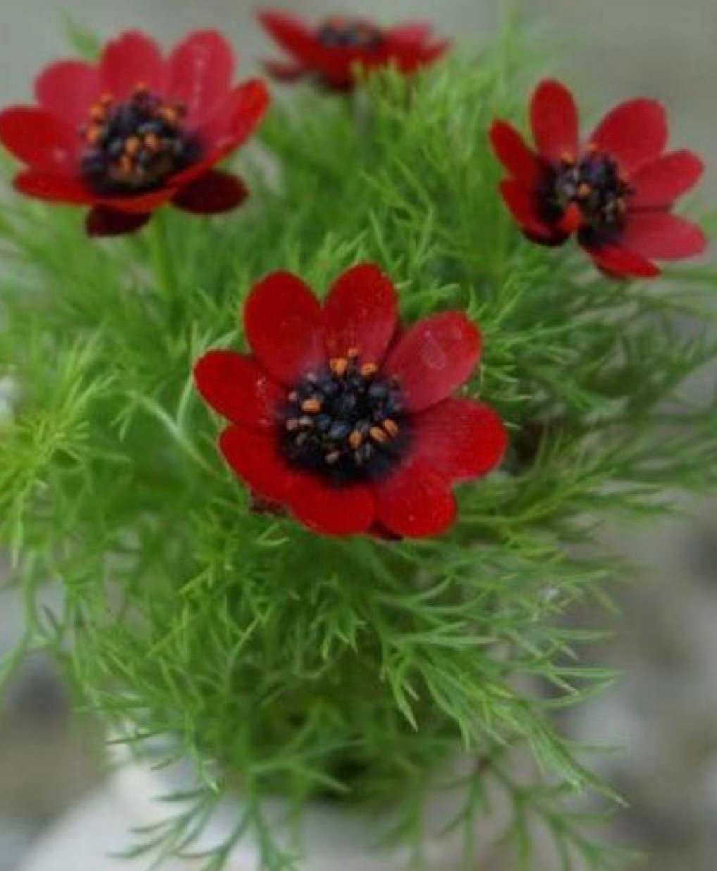 بذور زهور ادونيس ( Adonis annua ) - الصورة 2
