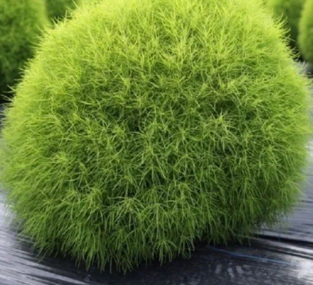 بذور الكوشيا - مكنسة الجنة ( Kochia Scoparia ) - الصورة 2