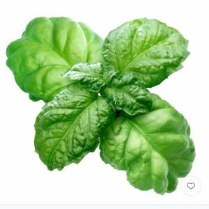 ريحان الخس الايطالي (متوارث)