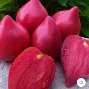 بذور طماطم بورجيز (القطرة)
