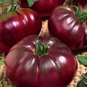 طماطم تولا السوداء