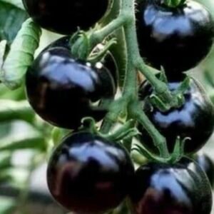 بذور الطماطم الكرة السوداء