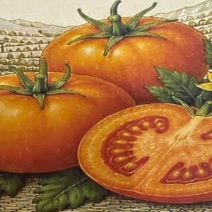 Orange russian 117