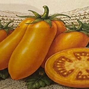 أورانج بانانا" (Orange Banana